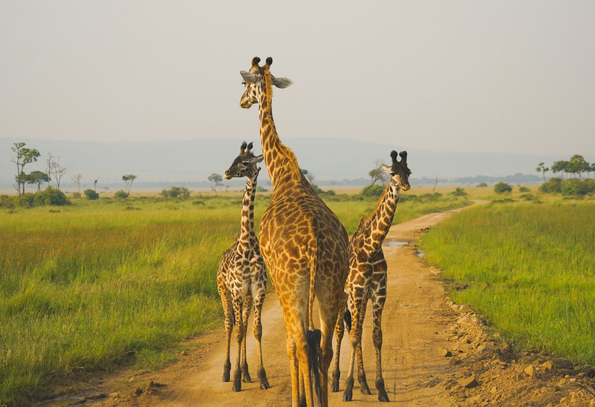 Wildlife Game Drives