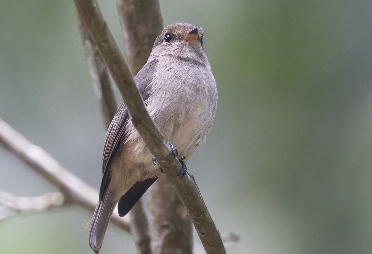 Birding in Murchison Falls National Park