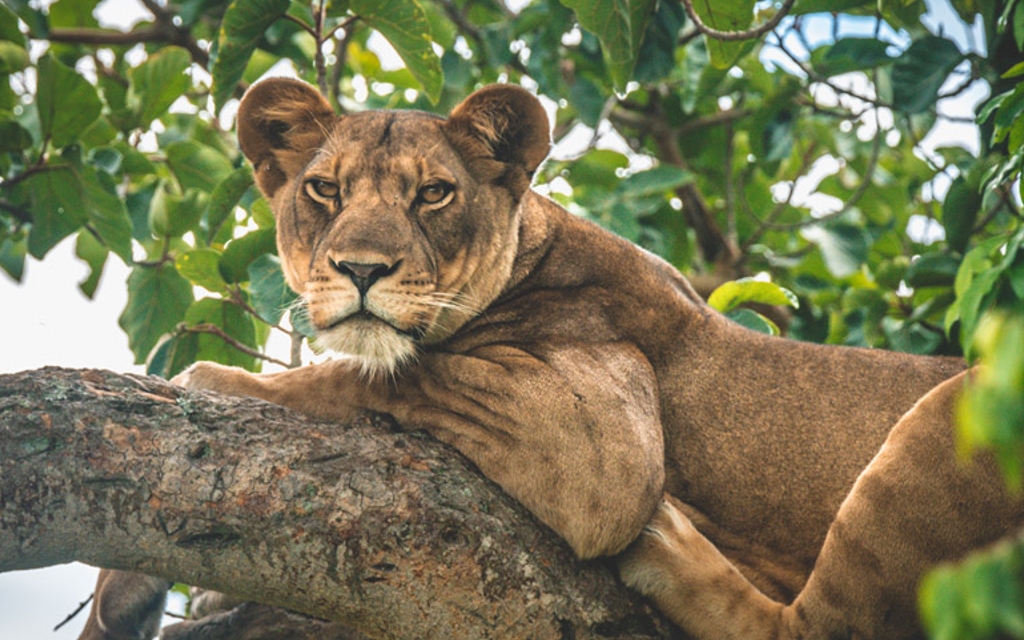 A visit to Queen Elizabeth National Park