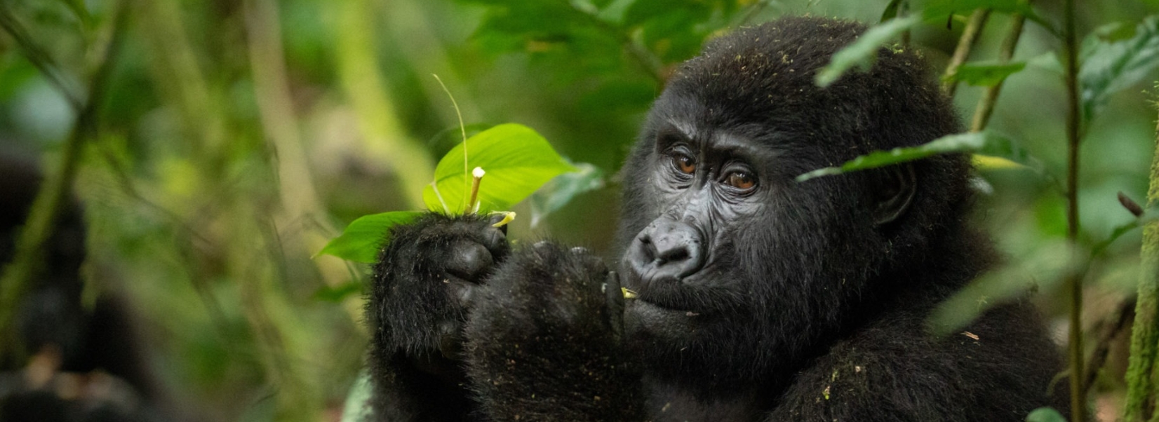 14 Days Uganda Adventure Wildlife and Primate safari