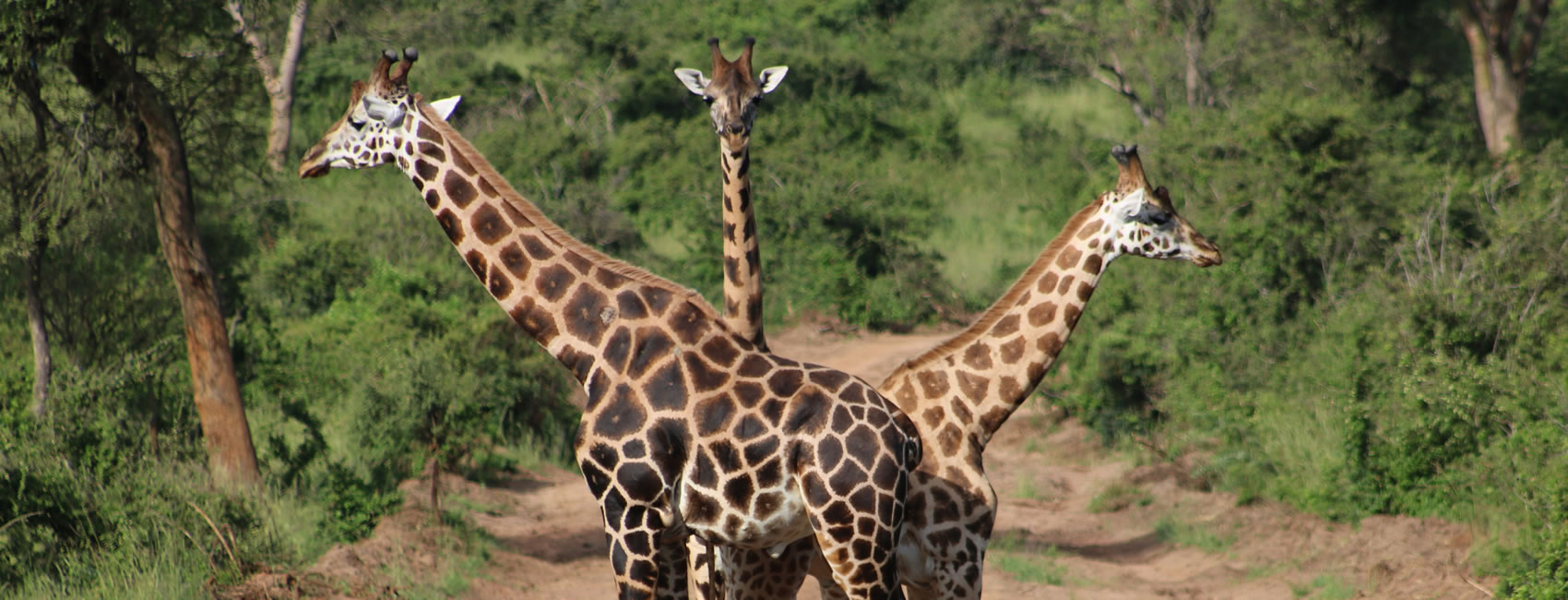 2 Days 1 Night Tsavo East Wildlife Safari Tour