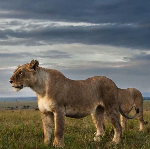 2 Days 1 Night Tsavo East Wildlife Safari Tour