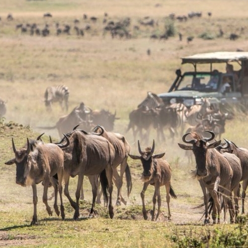 3 Days 2 days Safari To Masai Mara National Park