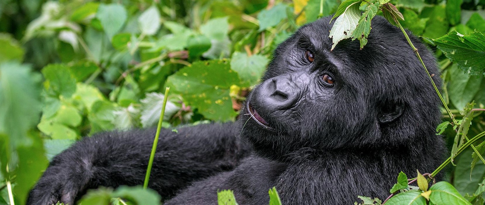 3 Days Special Gorilla Safari Uganda