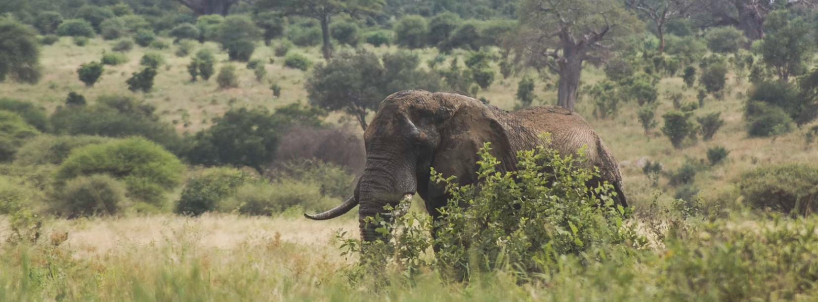 3 Days 2 days Tour To Amboseli National Park-Kenya