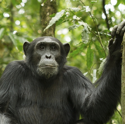 7 Days Gorilla And Chimpanzee Trekking Safaris