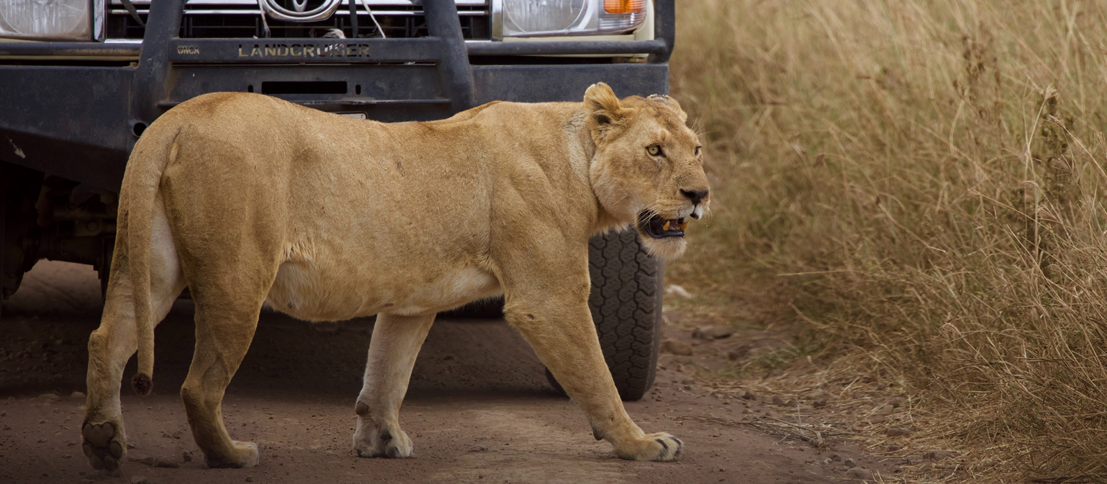 Activities in Queen Elizabeth National Park