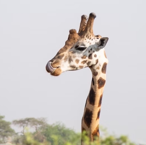 Fun and Adventure Lake Mburo National Park One Day safari