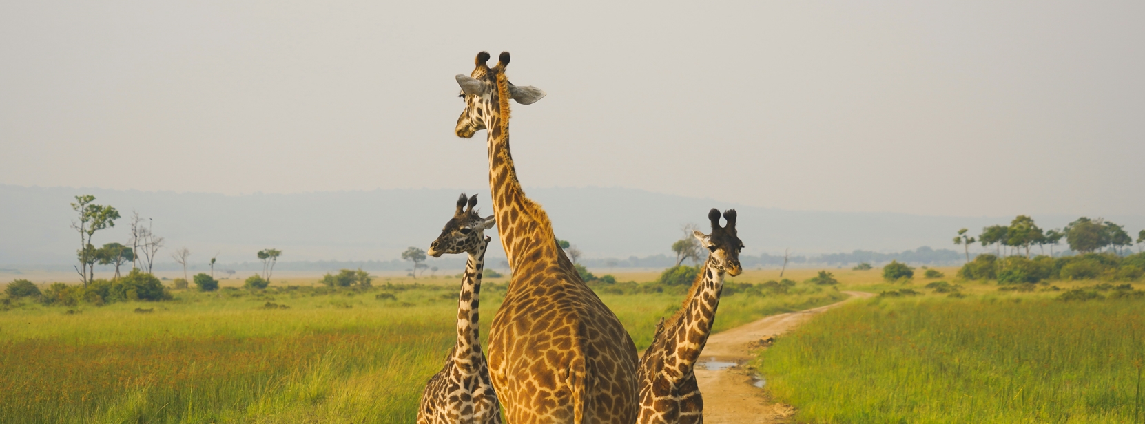 Kenya Wildlife Safaris