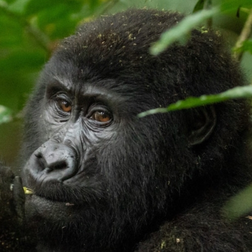 Uganda Adventure Wildlife and Primate safari