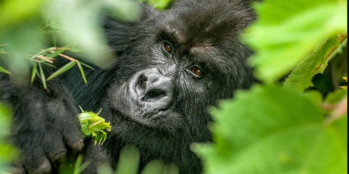 Visiting mountain gorillas of Uganda in April.