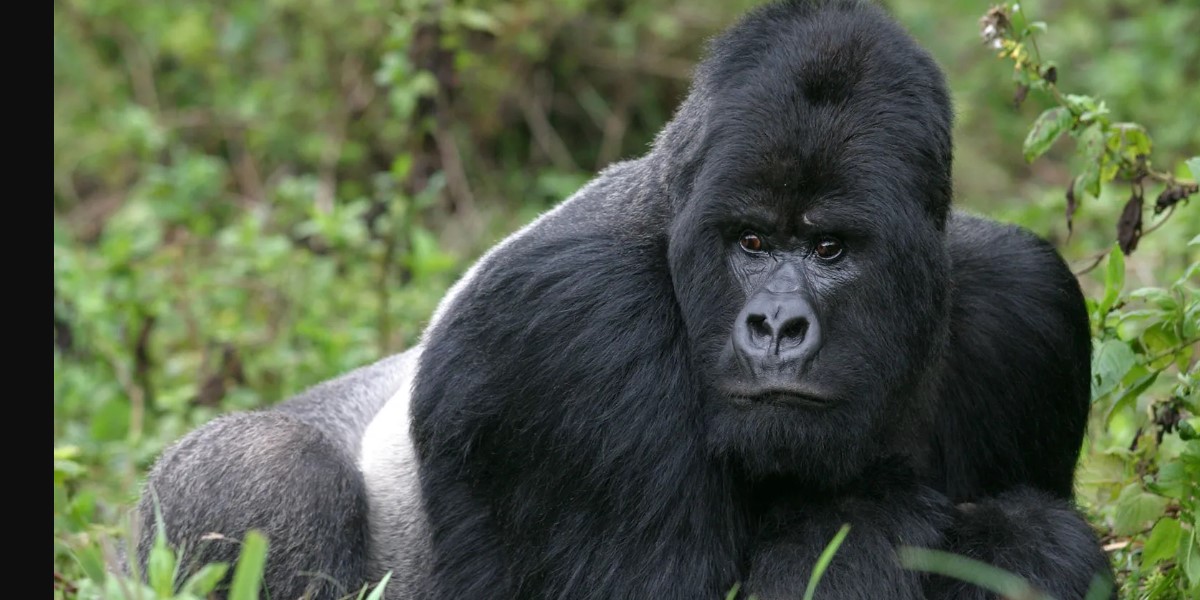 Facts about gorillas