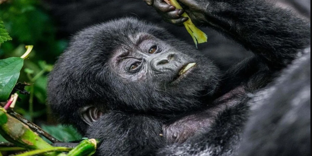 Visiting Mountain Gorillas of Uganda