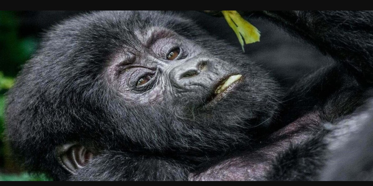 Gorilla habituation experiences