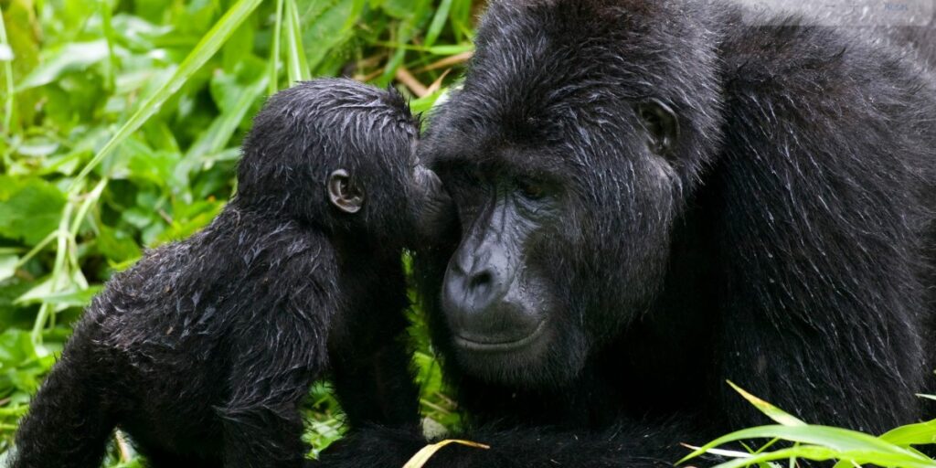 How to save mountain Gorillas