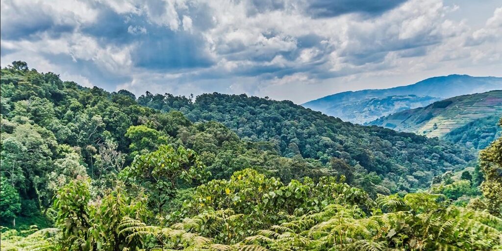 Information about impenetrable forest of Bwindi national park