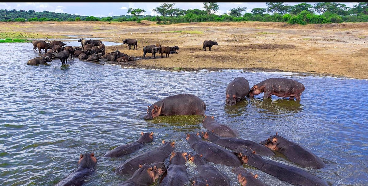 Lake Edward in Queen Elizabeth National Park