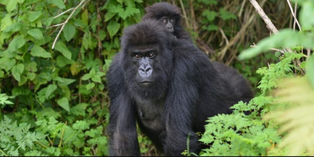 Minimum age for gorilla tracking