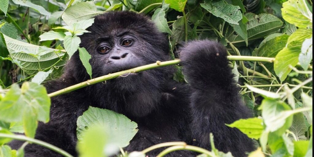 Why Rwanda increased its gorilla permit to $1500 per person per trek.