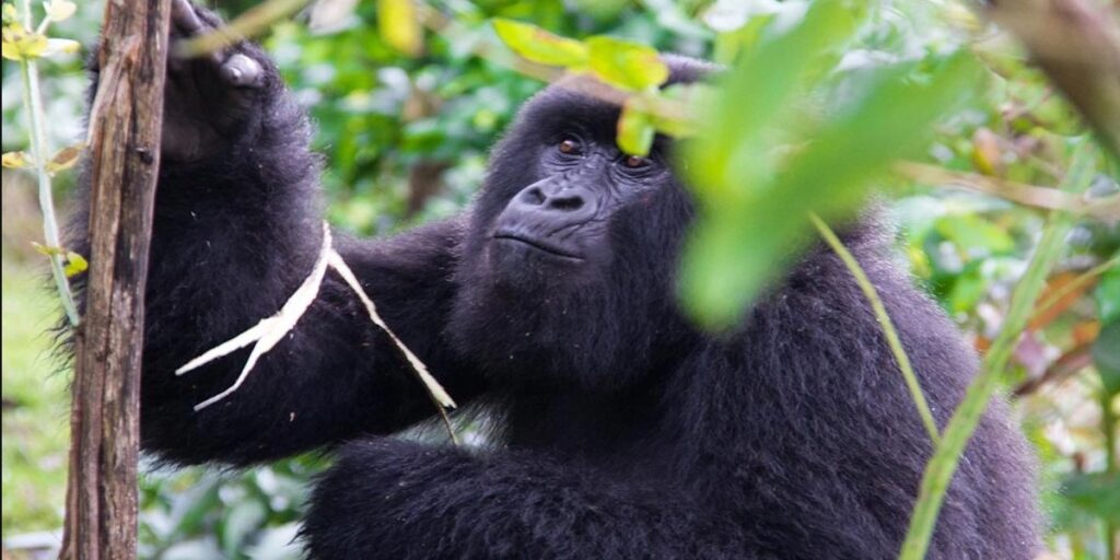 Tracking gorillas in Uganda via Arusha