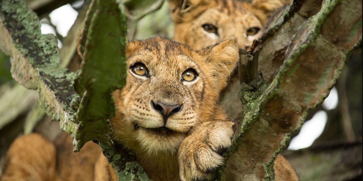 Tree Climbing Lions