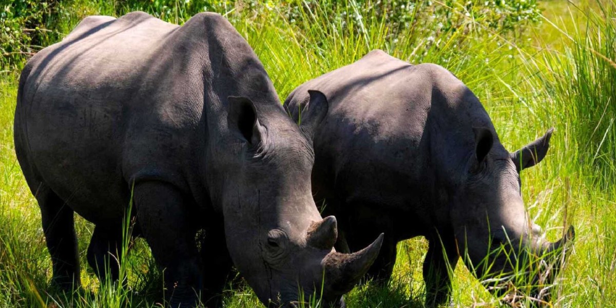 Visit The Ziwa Rhino Sanctuary