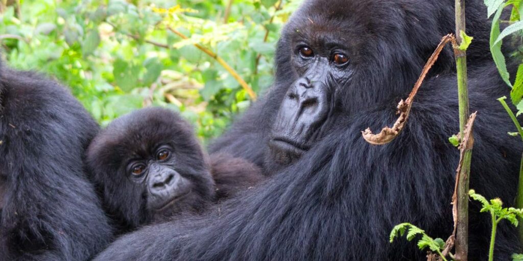 What to know about the impenetrable forest of Bwindi national park.