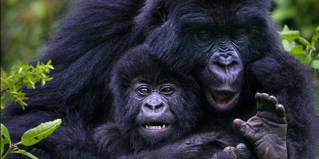 When to visit mountain gorillas of Uganda and Rwanda.