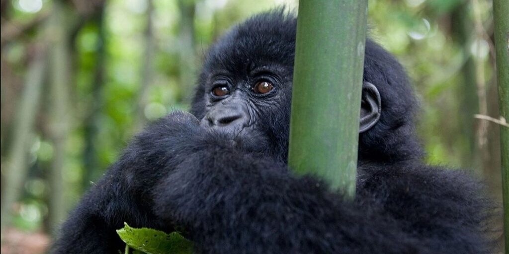 Why acquire a gorilla permit in Uganda and not anywhere else?