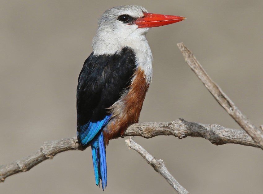 Birding in Murchison Falls National Park