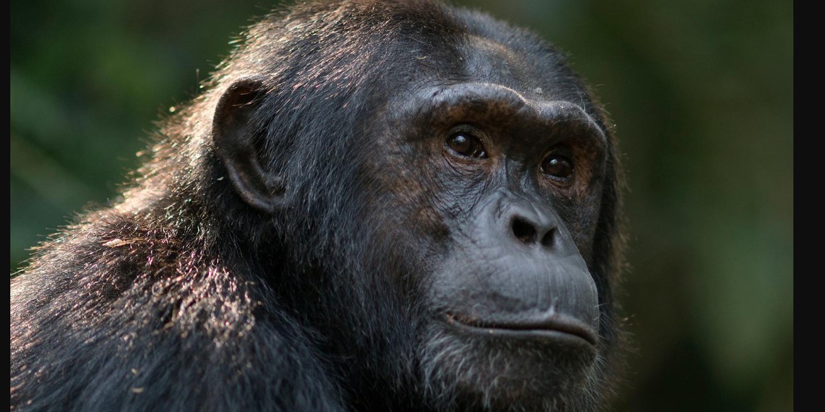                       Chimpanzee tracking