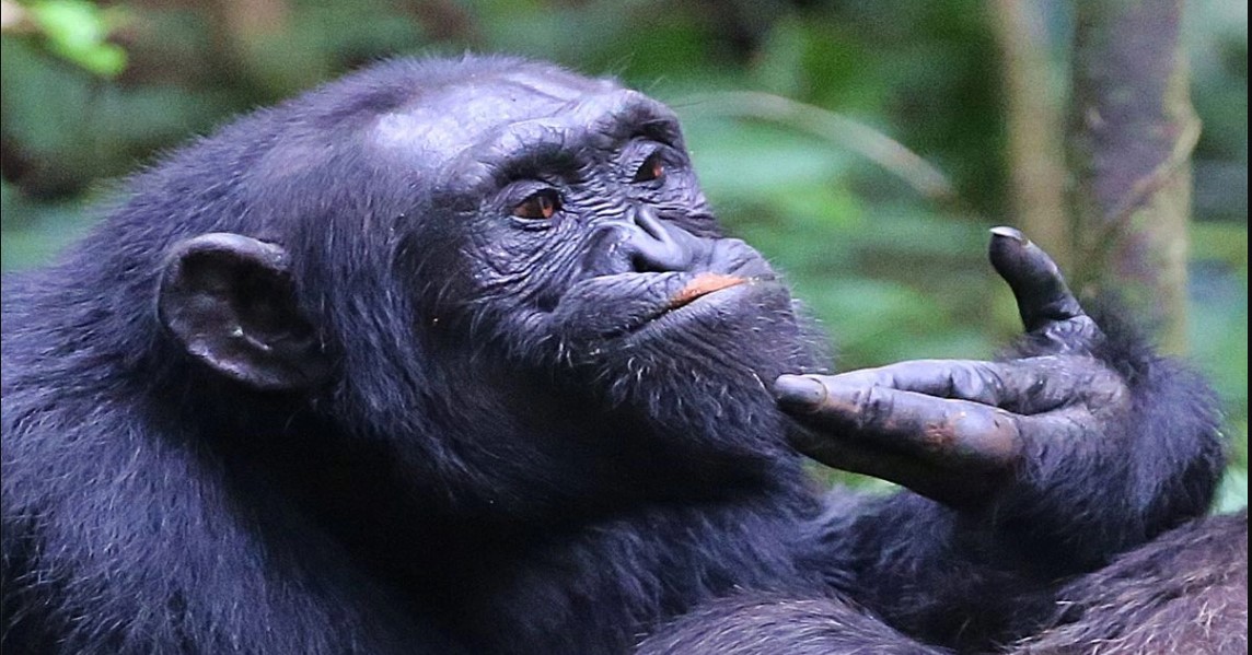 Chimpazee tracking in Murchison Falls National Park