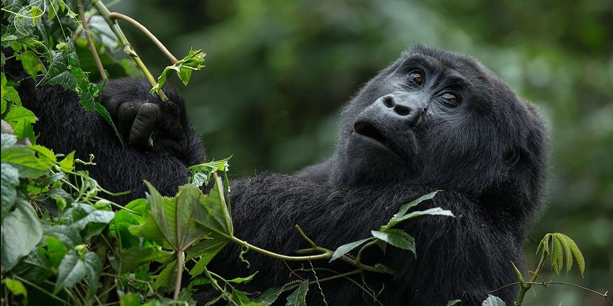 What are advantages of trekking mountain gorillas twice?